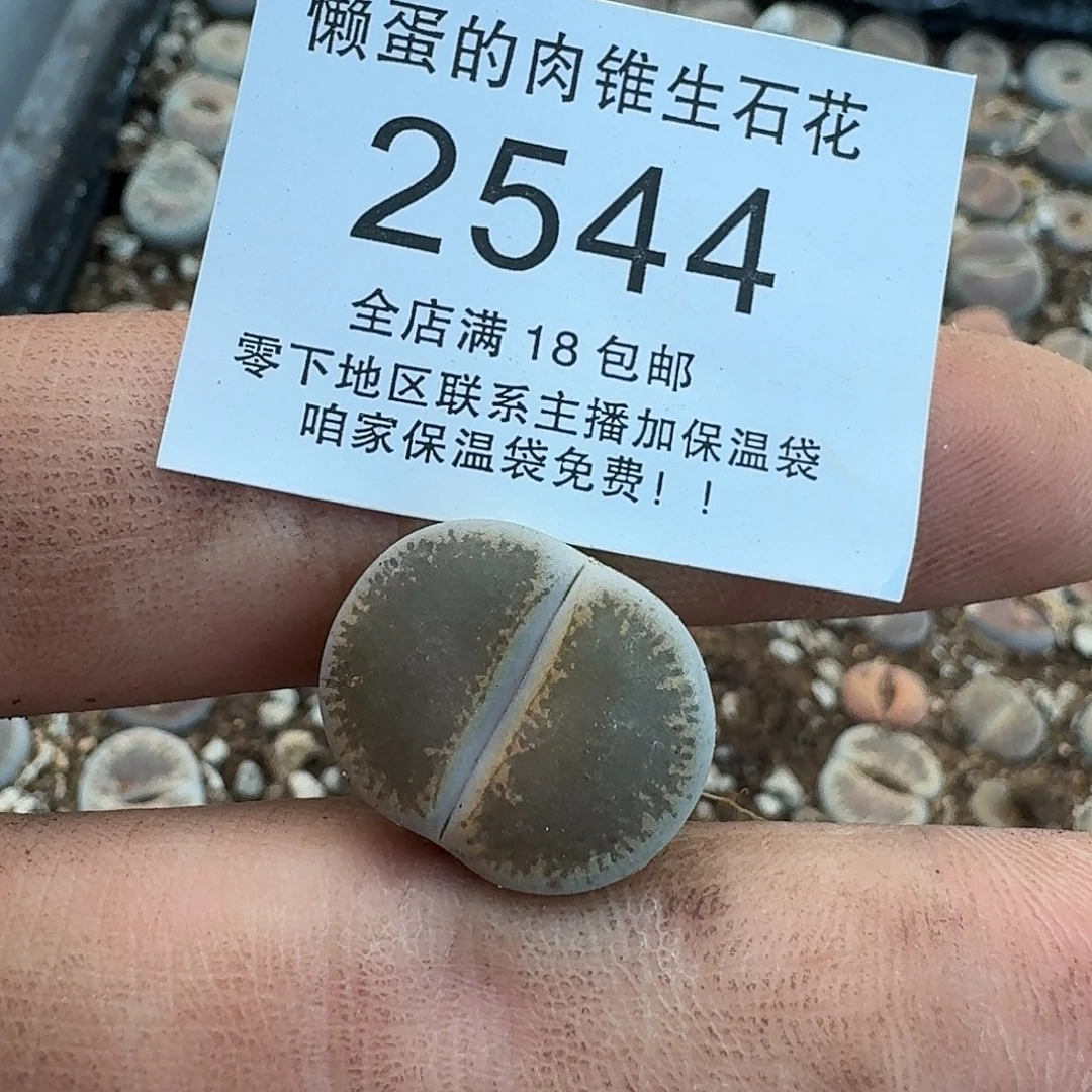 双***崽2544 哈哈哈哈哈哈哈