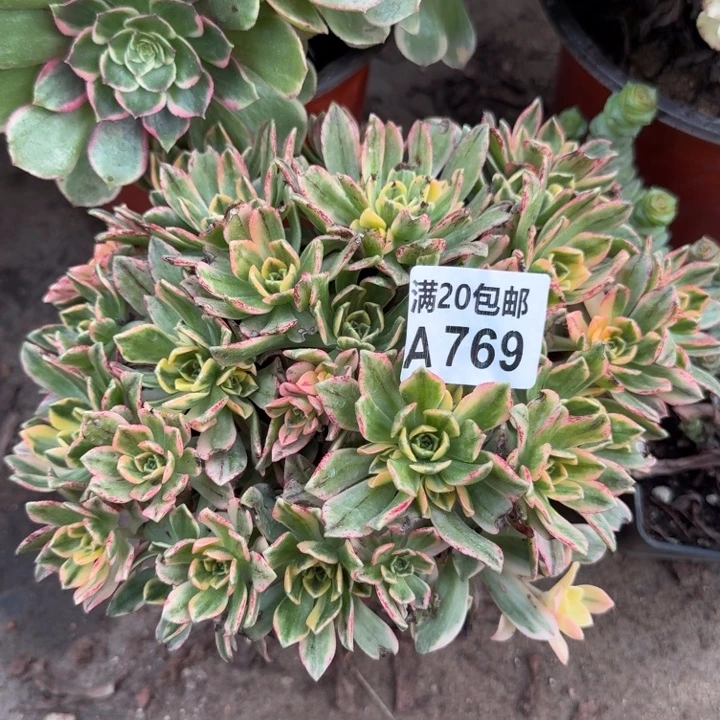 满20包邮，769甜茶