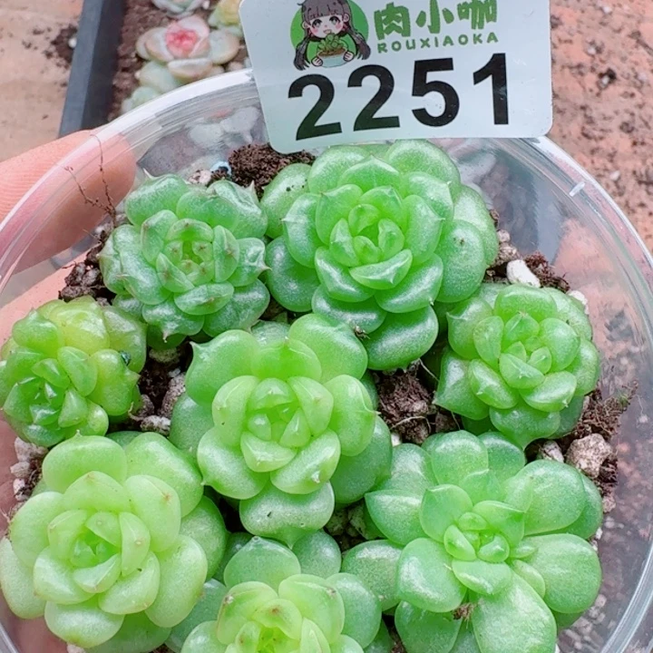 多肉植物多肉植物