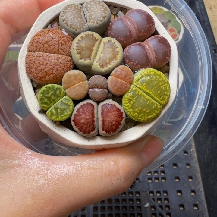 多肉植物的生长525