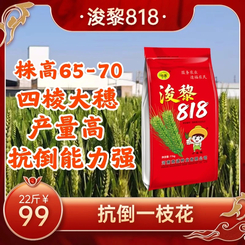 浚黎818高产小麦种子抗倒抗病能力强籽粒饱满亩数多穗粒数多