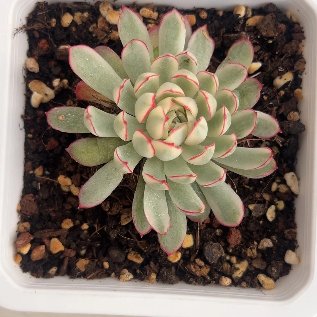 梦幻玫瑰白锦多肉