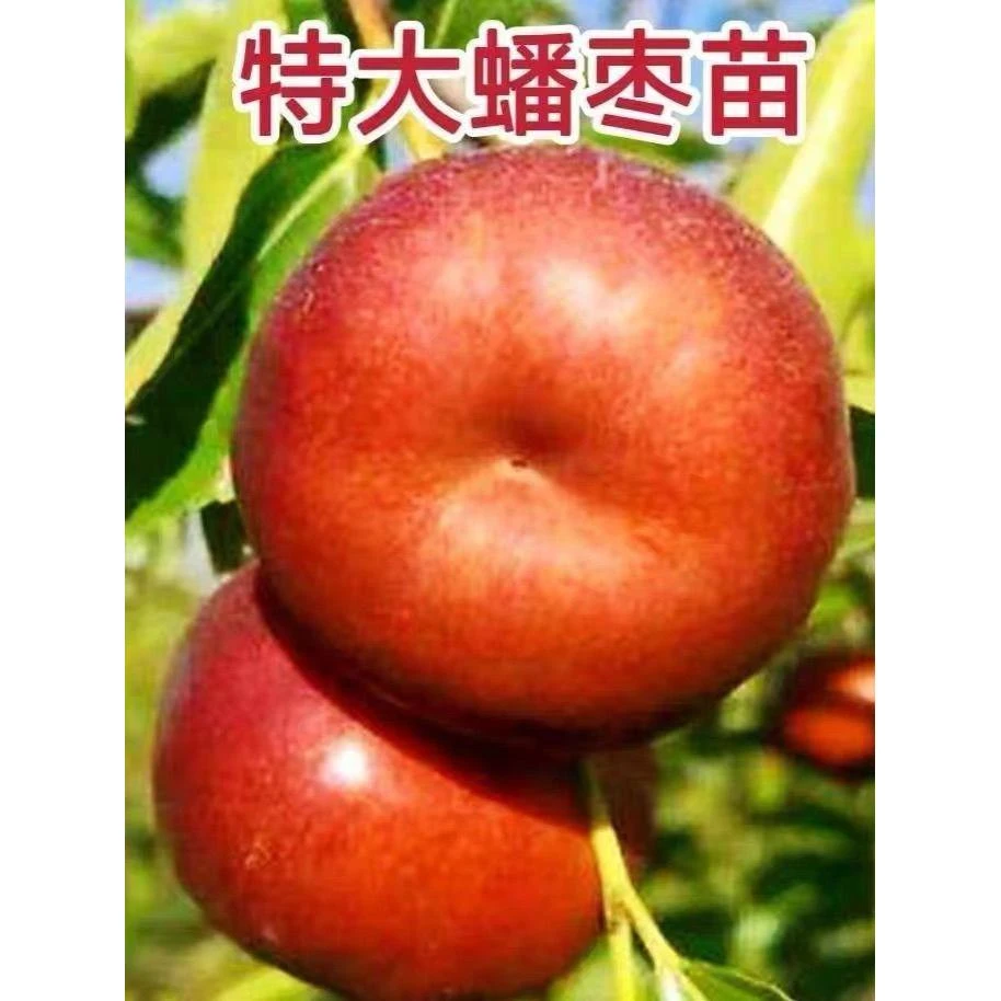 特大蟠枣树苗嫁接超甜蟠枣树苗盆栽地栽南北方种植当年结果