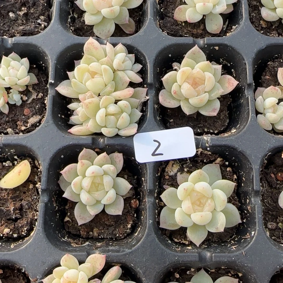 2开播福利泼天随机发货