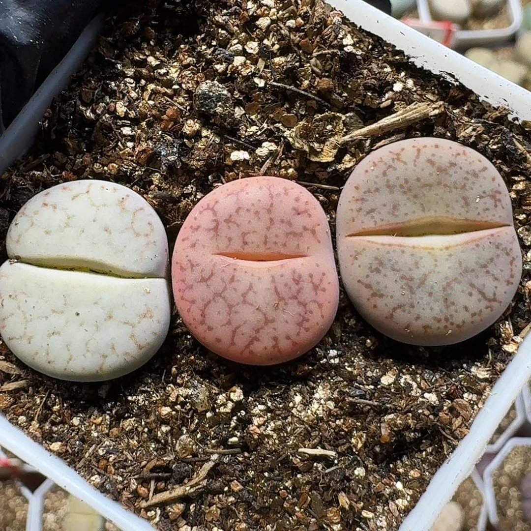 生石花111111。  232