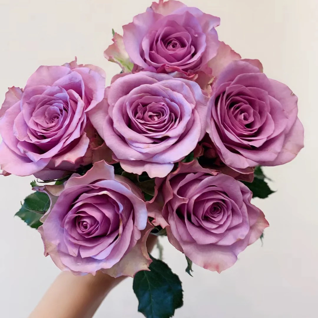 花花 紫霞仙子玫瑰18支+2支防损 一单包邮两单升级快递 云南直发