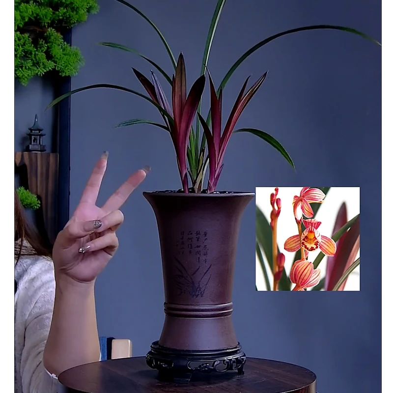 【高档桌面兰花盆栽】四季建兰铭品（红草）浓香室内绿植花卉名贵带盆
