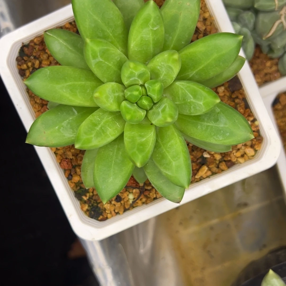 卡莉斯塔一物一拍