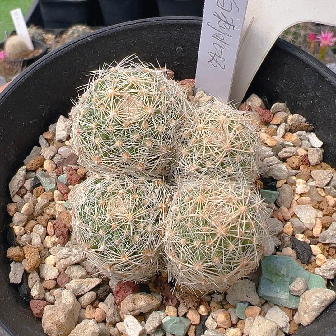 7182白刺北极球实生裸根发