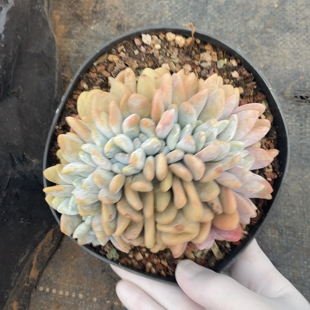 向****多肉植物一物一拍