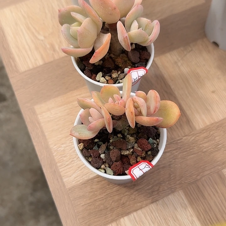 用***5白凤多肉植物两颗