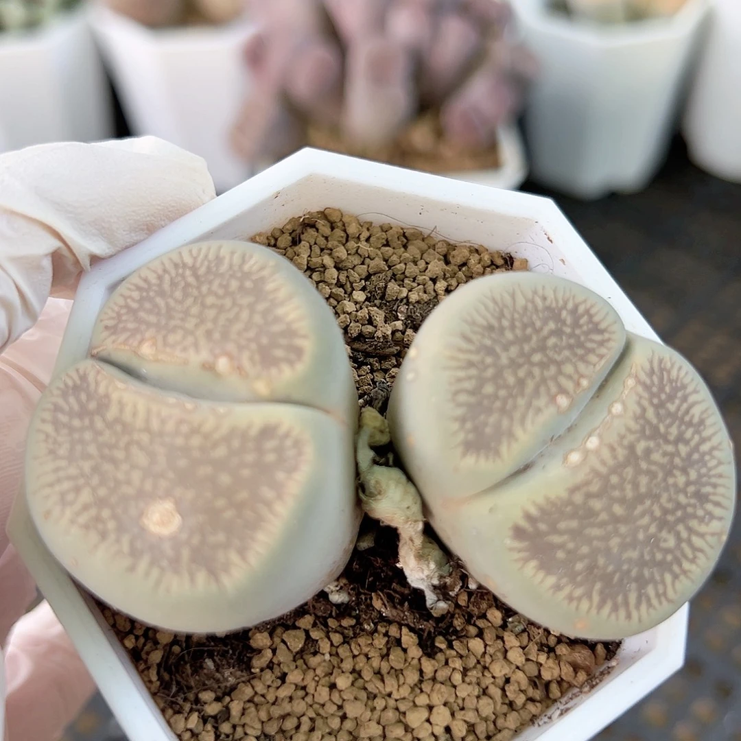 1004 好养易活生石花大母本