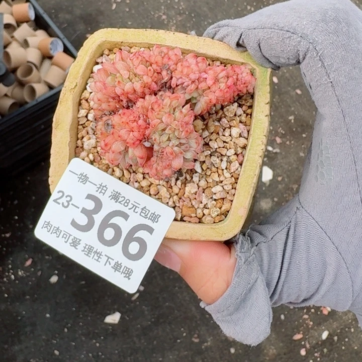 白胖子缀化多肉无盆土发货