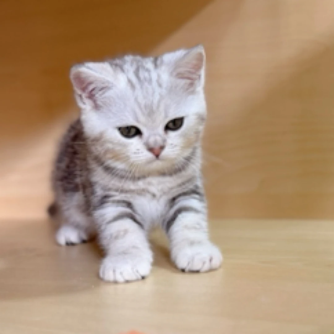 美短猫 美国短毛猫妹妹