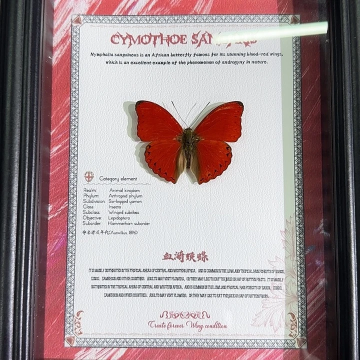 血咦蛱蝶蝴蝶标本专拍链接