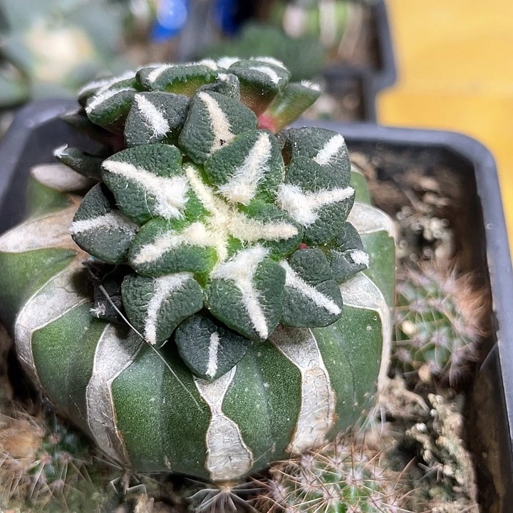 仙人球苗接双头大尤黑140