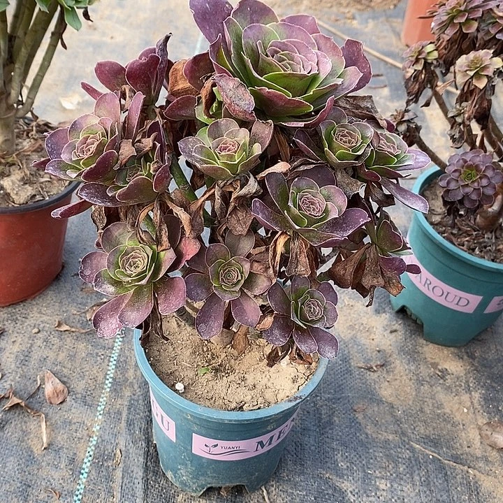 魅金玫瑰35多肉植物法师法师