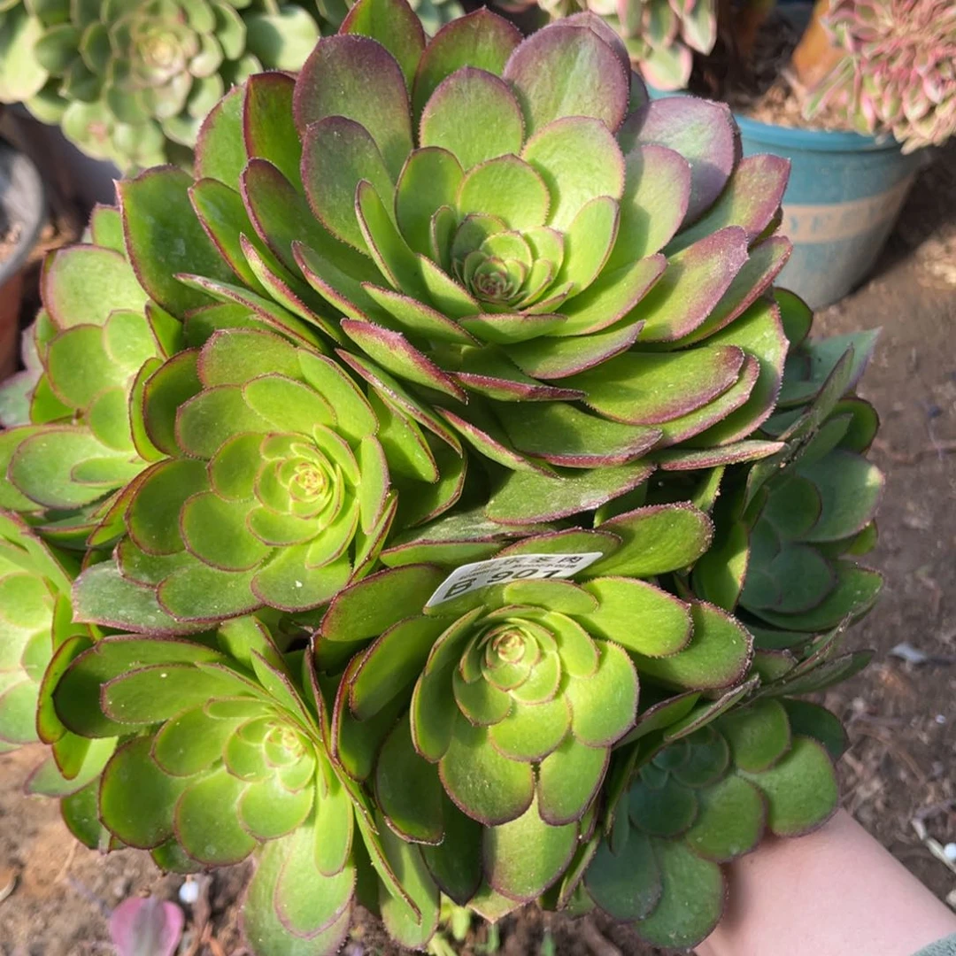 万圣节手捧多肉法师断枝不包量