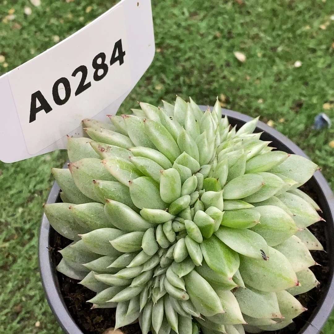 284东云杂哈哈哈哈