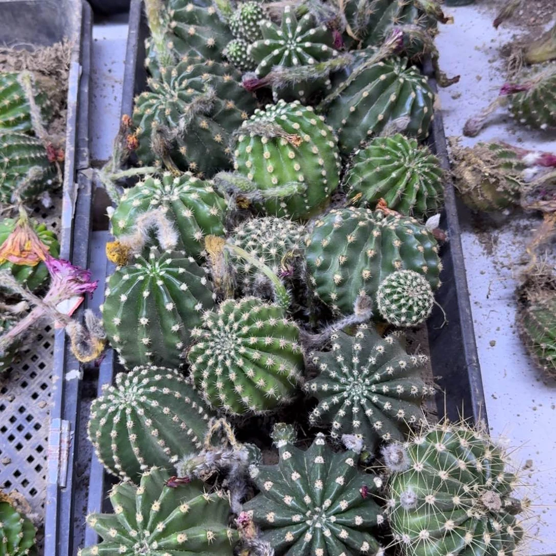 263实生彩草脱土发货斑7公分左右，20包邮