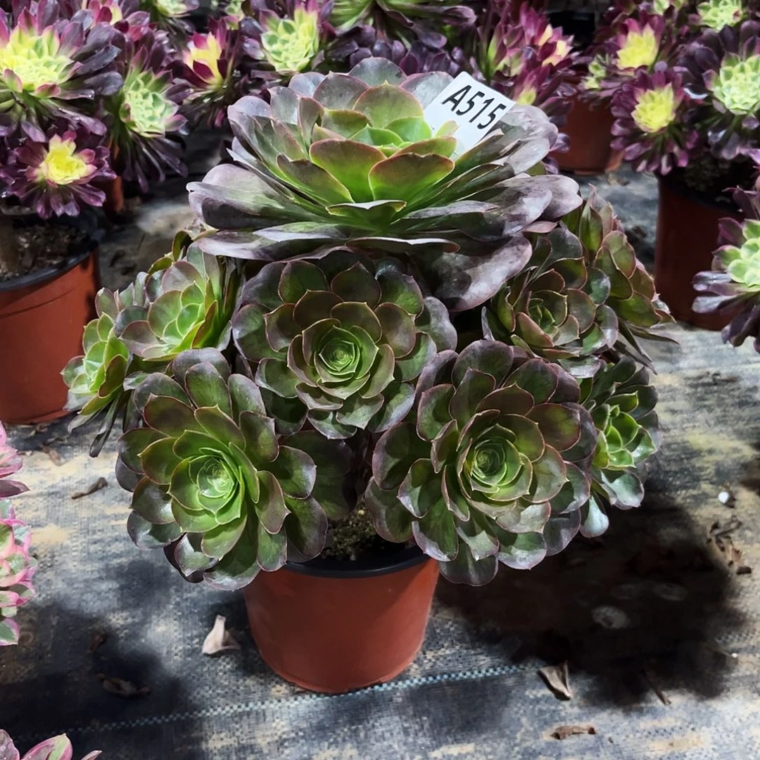 多肉植物媚金玫瑰515多肉