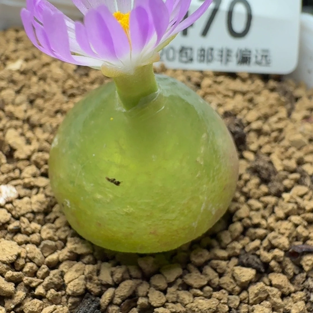 灯泡带盆土2.2