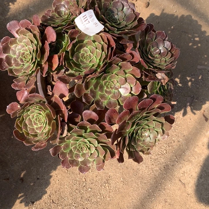 1117黑萝莉多肉植物特价