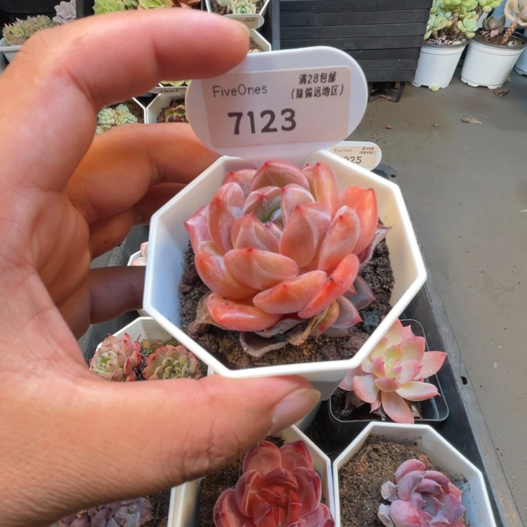 7123蜘蛛侠4.0厘米