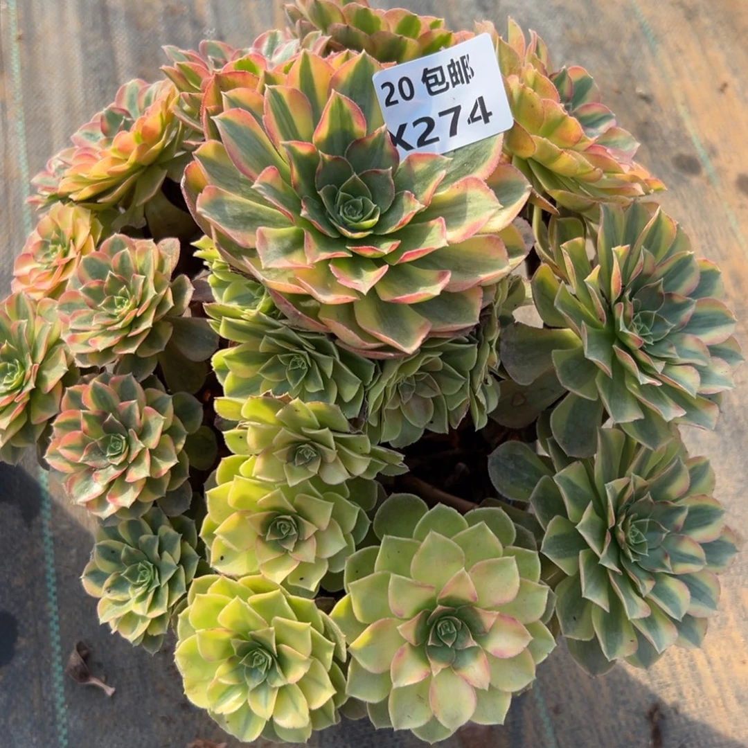 274雨荷，满20包邮嘟叮熊