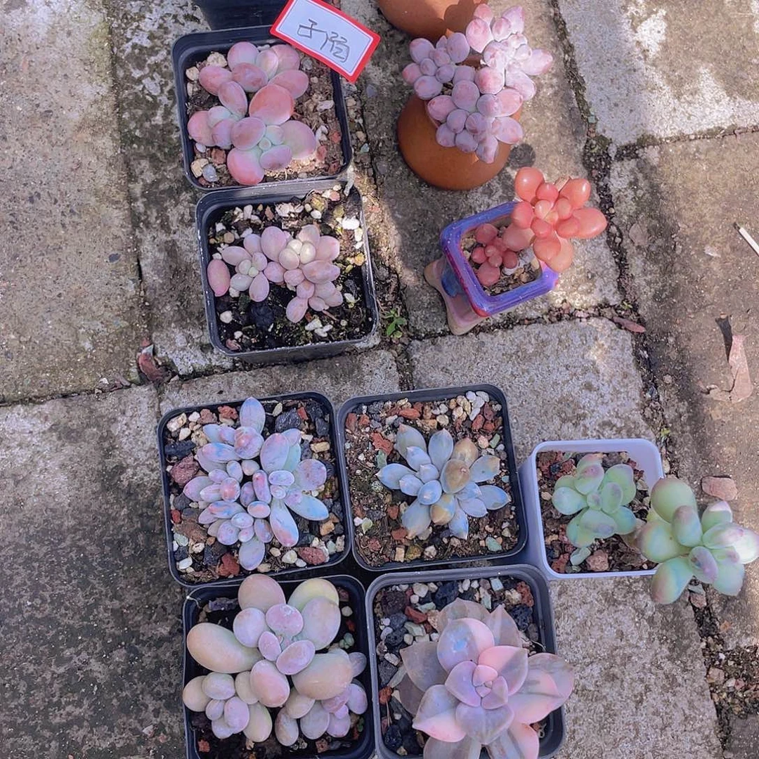 多肉植物多肉植物