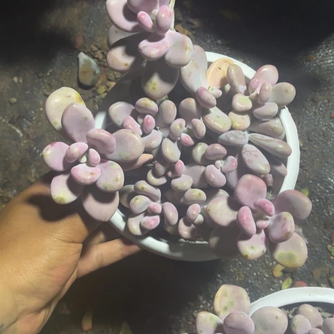 小老庄桃蛋多肉植物9.9米