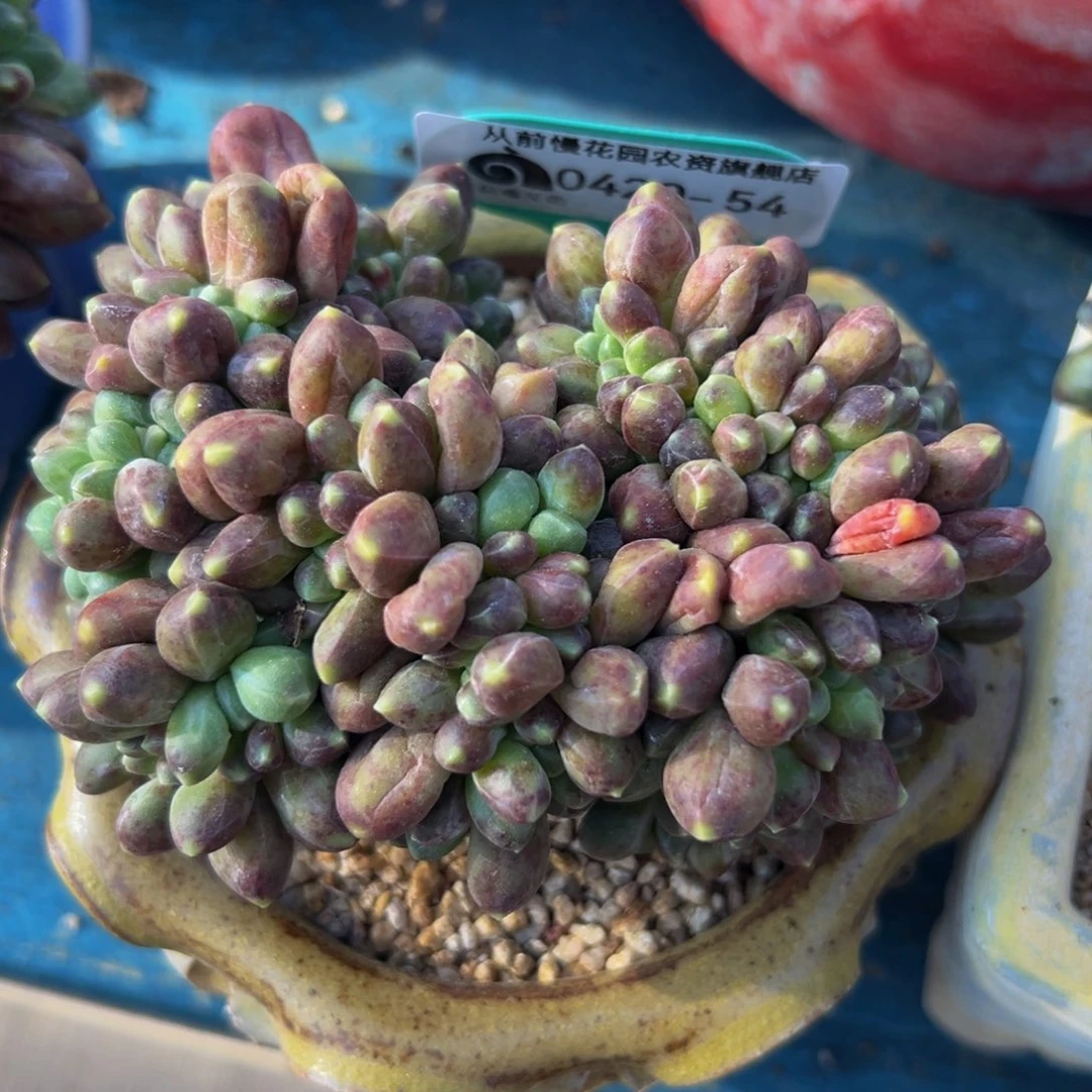 多肉一物一拍0420-54