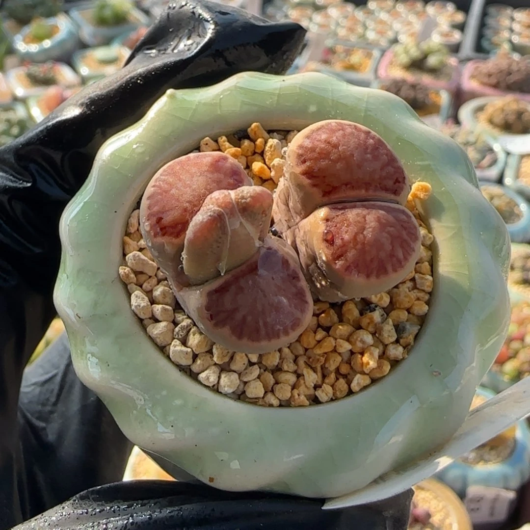 8895-一物一拍 带盆