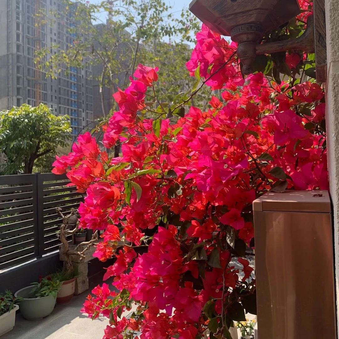 中国红 三角梅壮苗好养易开花花卉基地  不带花