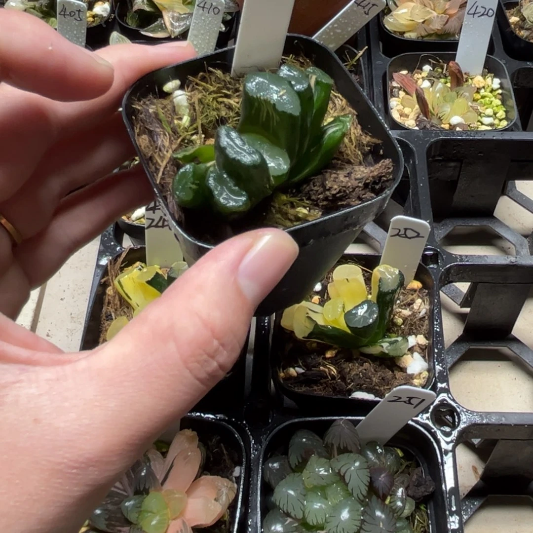 253透镜万象锦一物一拍