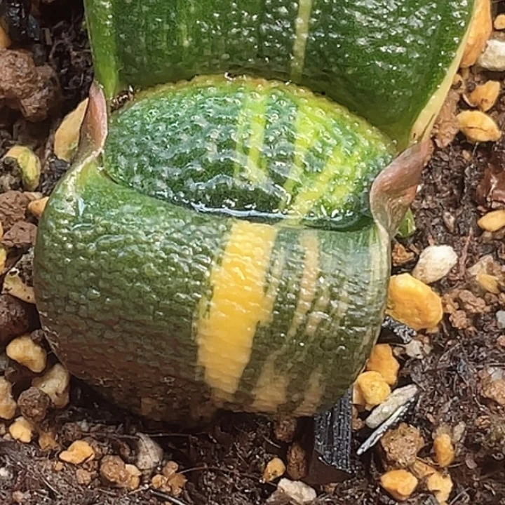 卧牛锦一物一拍3号