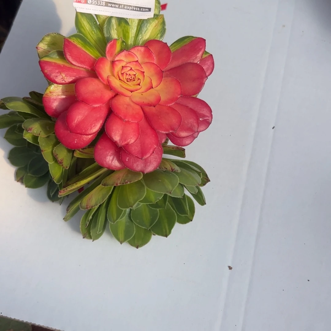 千****天精品多肉植物0459