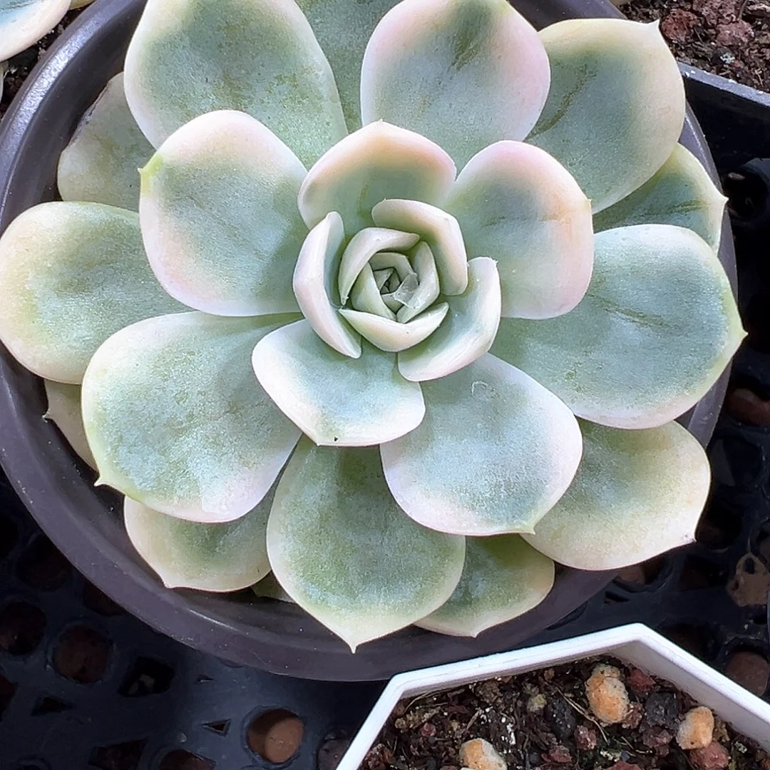 蓝色惊喜锦 小方花圃一物一拍