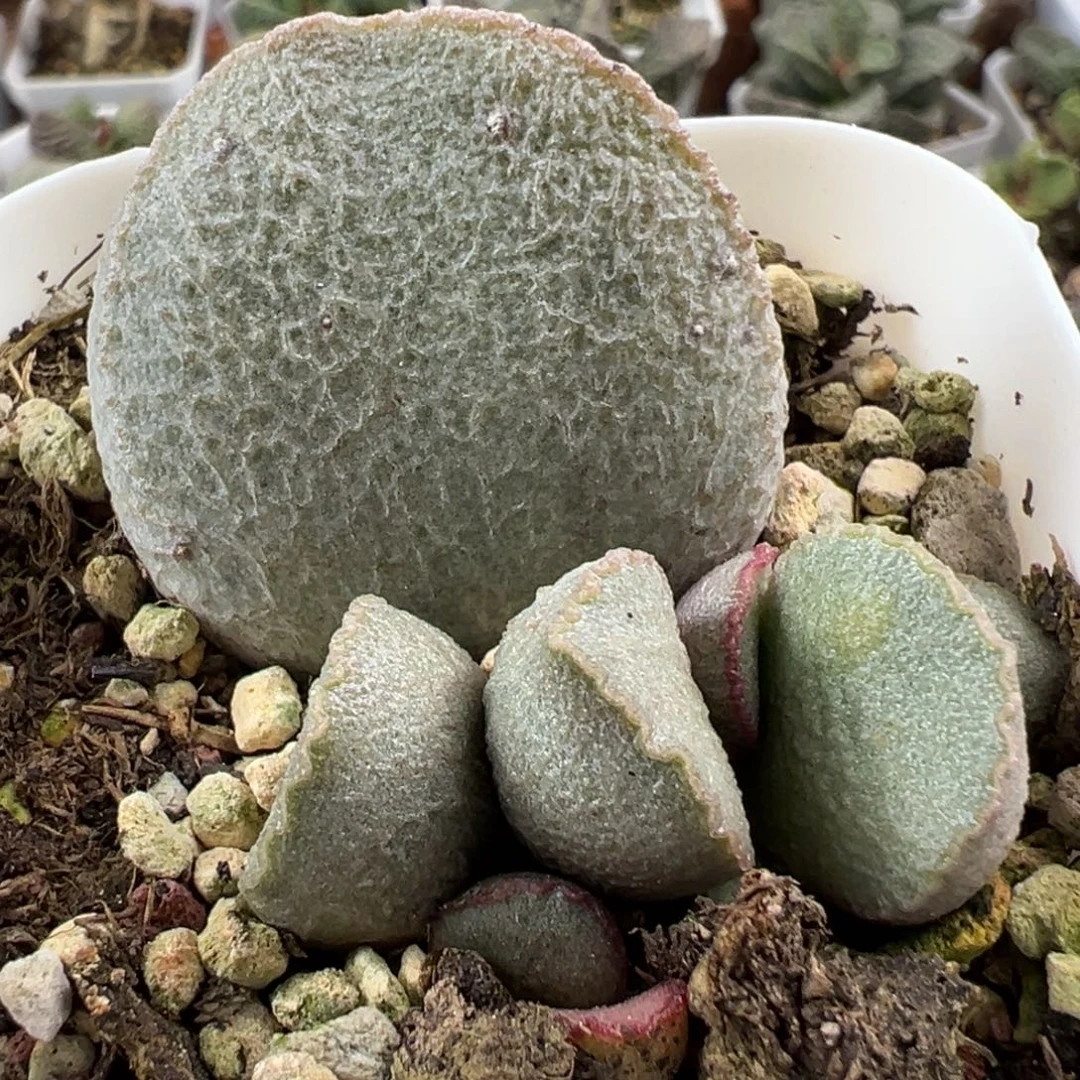 实生新品大苗多肉植物水泡