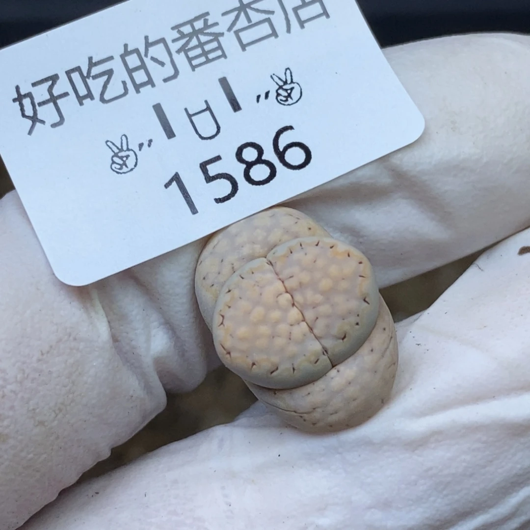 1586。零下拍保温.18包邮.当天凑哦