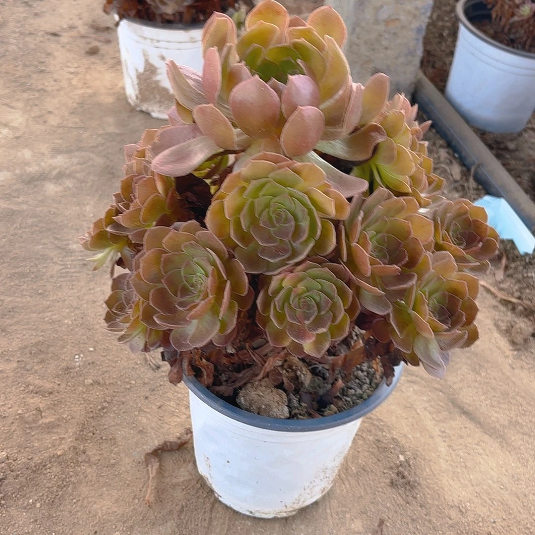 黑膜多肉植物手捧