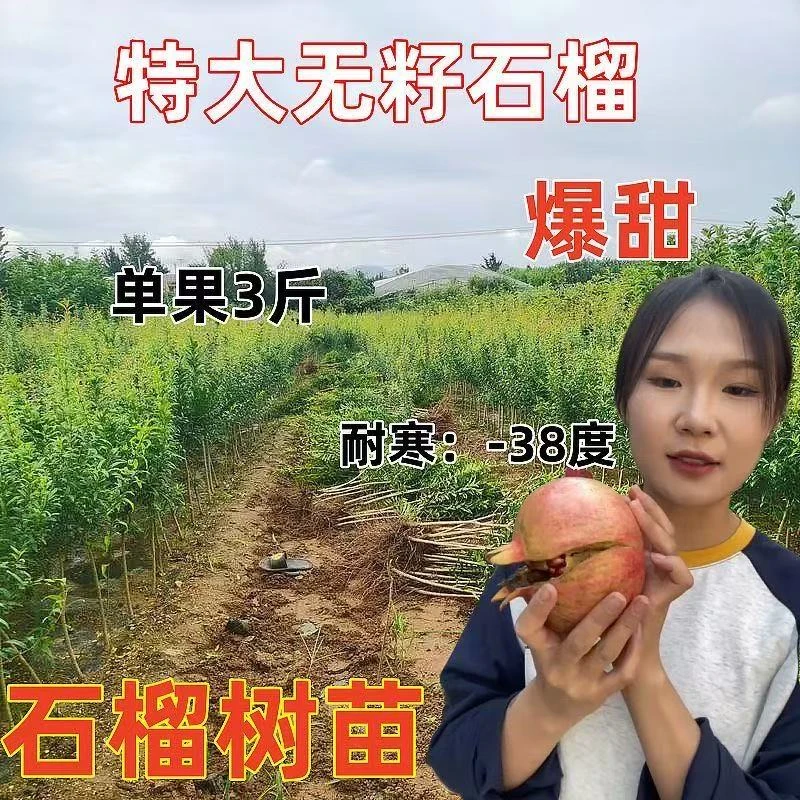 红宝石软籽石榴树苗耐寒南北方栽种