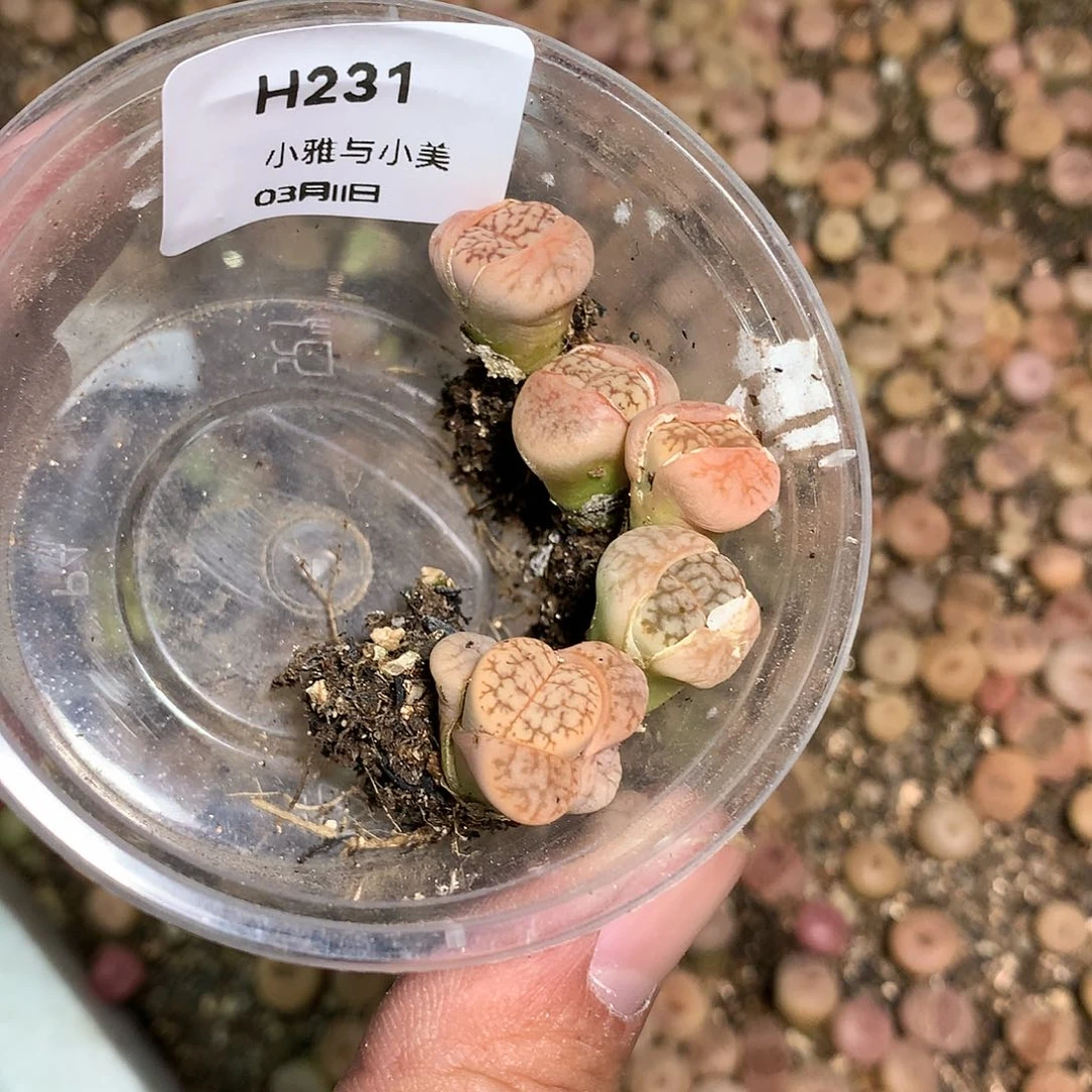 牙*H231多肉植物保护