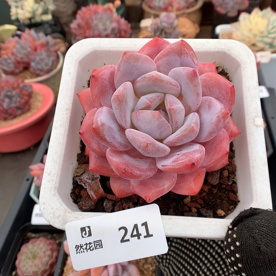 241雪天使多肉植物6666