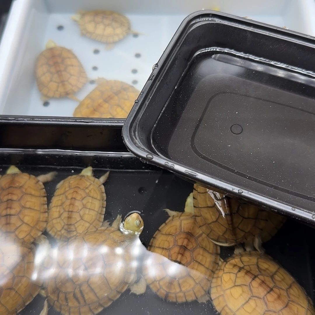 我***道绿毛龟母乌龟乌龟乌龟