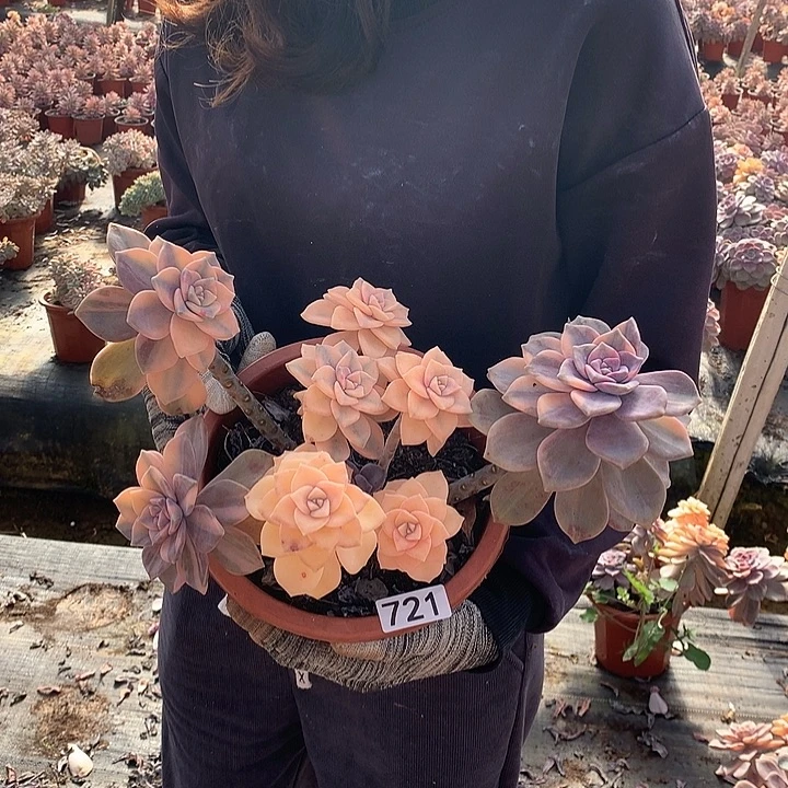 721 紫乐锦 一物一拍