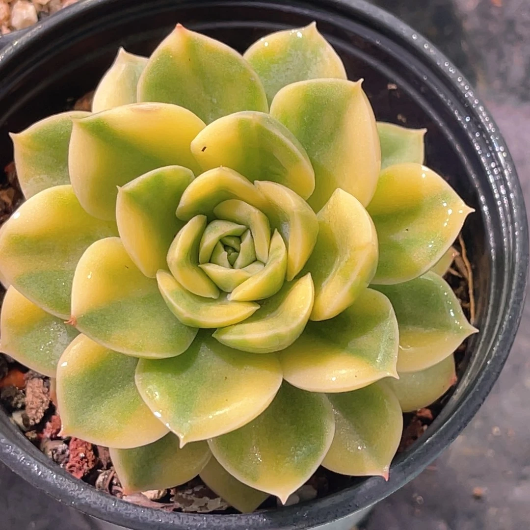 多肉特价抹茶菩提锦