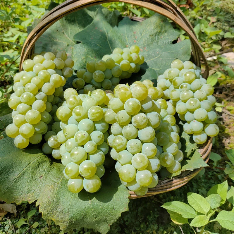 贵州现摘水晶葡萄应季新鲜水果绿青葡萄颗粒饱满薄皮