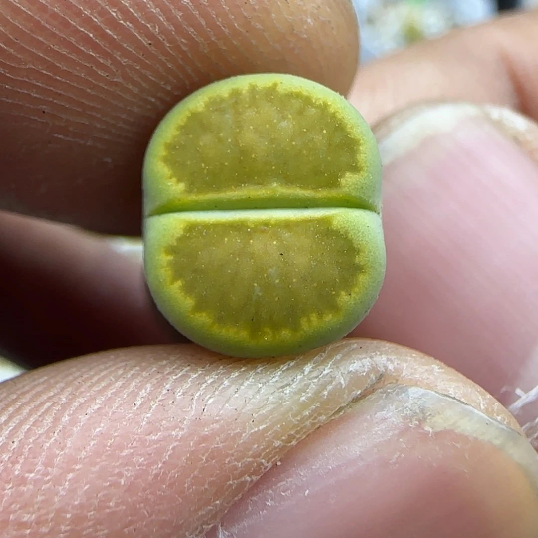 436 生石花大棚直播
