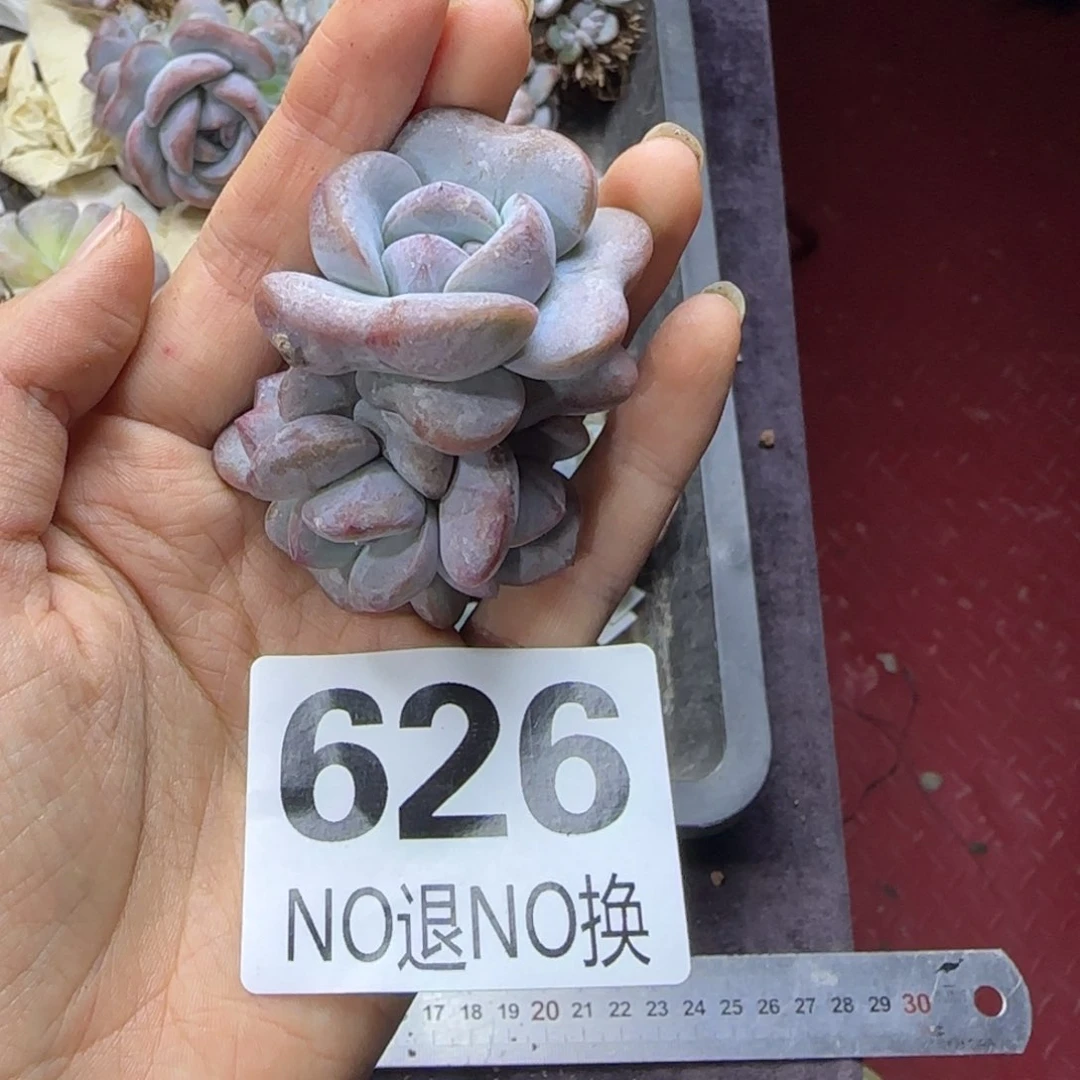 星影4头一物一拍626